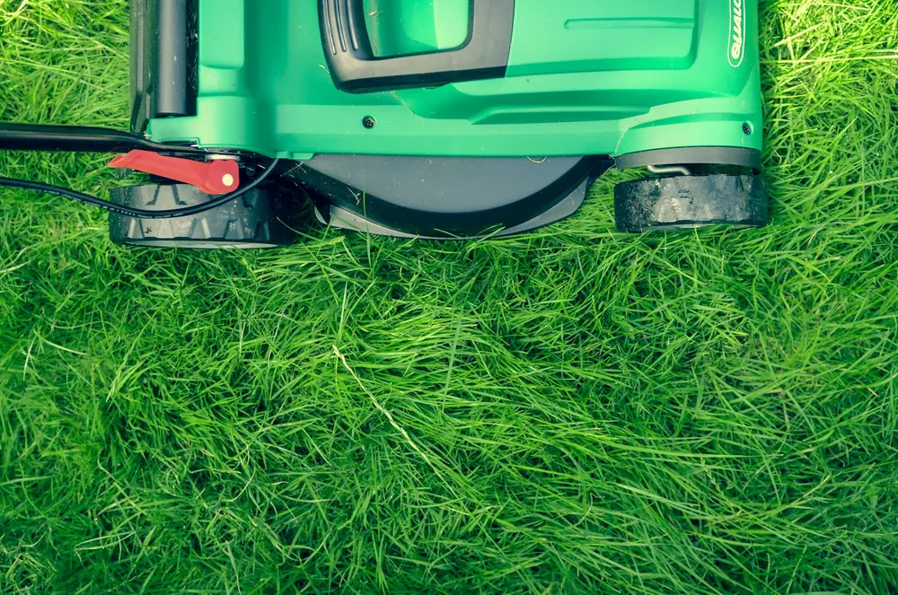 Close-up of healthy maintained turf