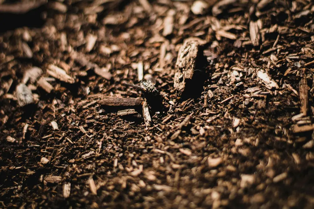 Decorative mulch around shrubs