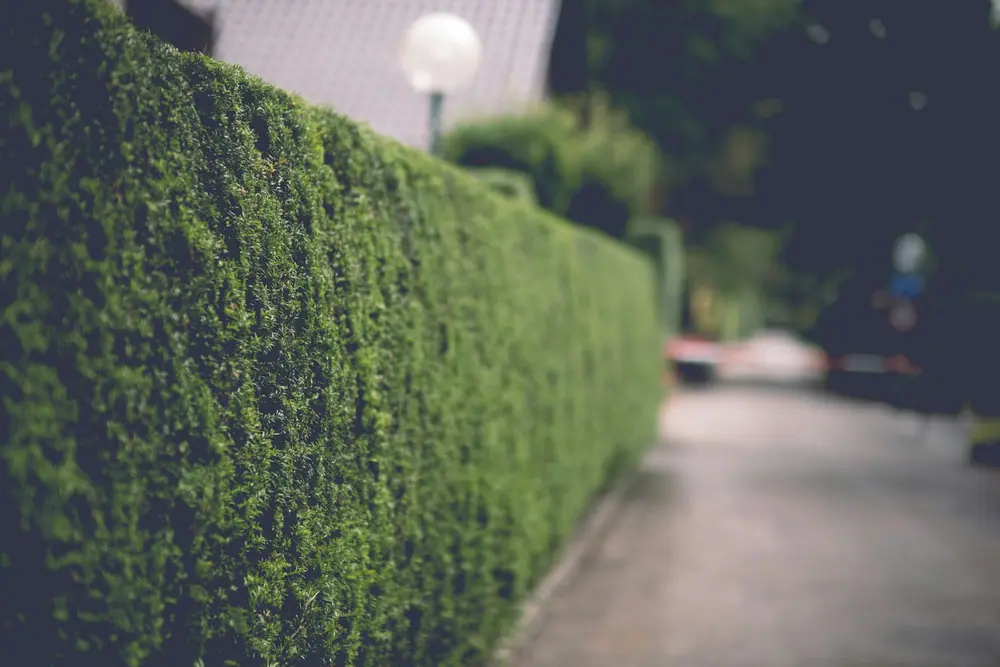 Hedge being trimmed and shaped