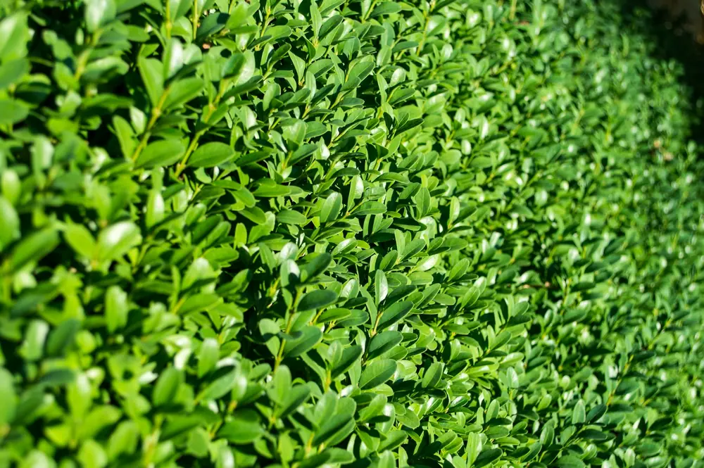 Pruning shears trimming an ornamental shrub
