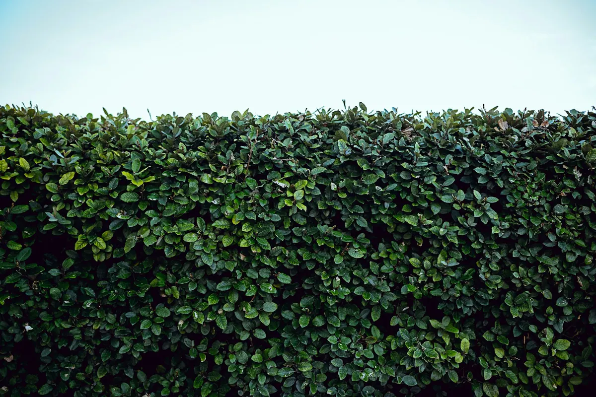 Hedge & Tree Trimming in Pasco County, FL